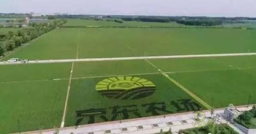 京東的這些“網(wǎng)紅”農(nóng)業(yè)項目，你都知道嗎？