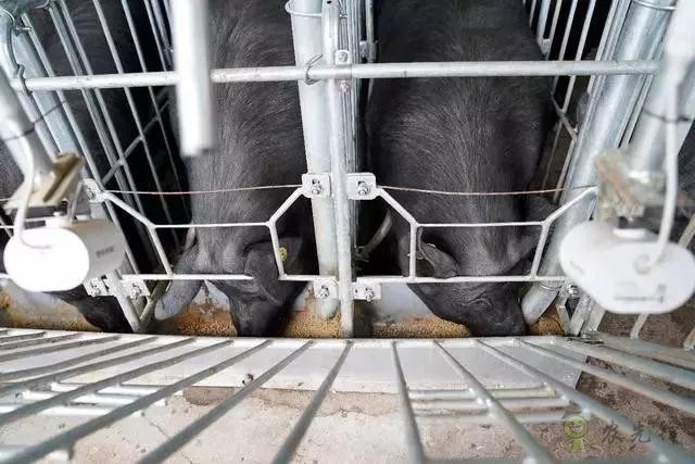 京東的這些“網(wǎng)紅”農(nóng)業(yè)項目，你都知道嗎？