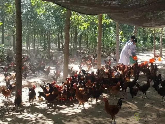 京東的這些“網(wǎng)紅”農(nóng)業(yè)項目，你都知道嗎？