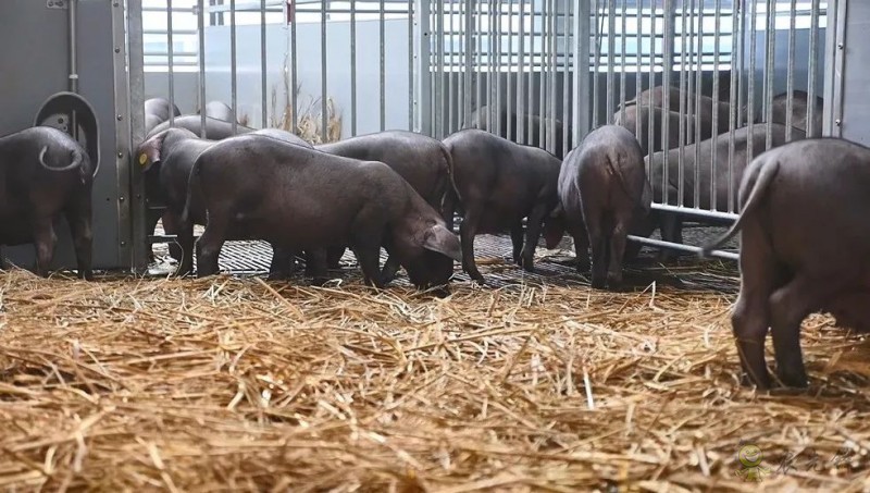 網易味央(三門)現代農業示范園正式開工!