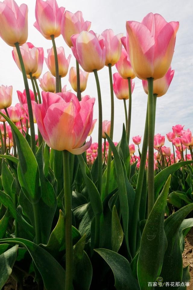 透過郁金香看荷蘭的現代農業,切花球根都能賣,還能吸引觀光客