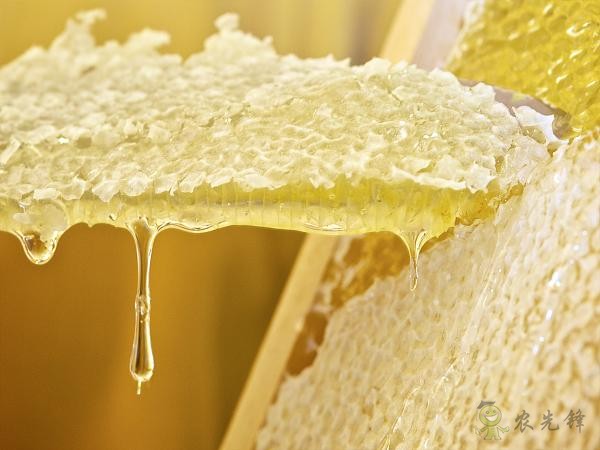 蜜蜂與現代農業：從“取一半，留一半”到“送蜜蜂上戰場”