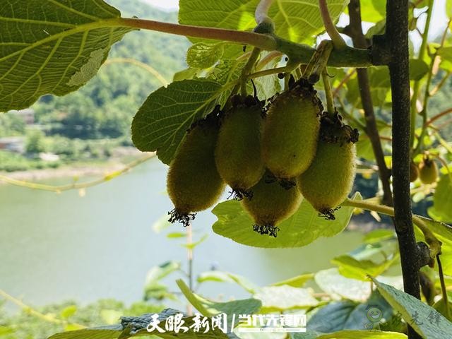 貴陽:大數(shù)據(jù)讓農(nóng)戶嘗到了智慧農(nóng)業(yè)的“甜頭”