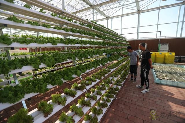 農業擺攤新模式，視頻連線和無人機都用上