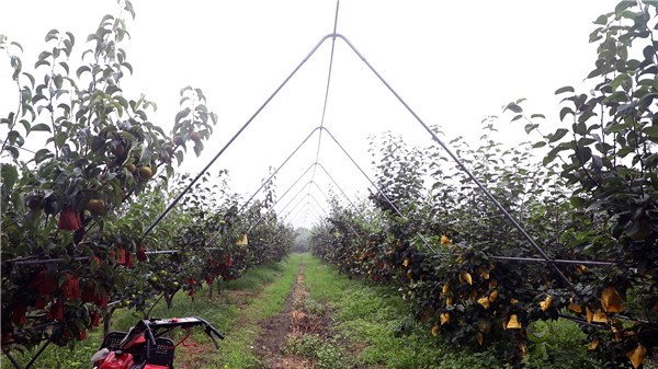 科技發(fā)展&ldquo;洋宇模式&rdquo; 打造現(xiàn)代農(nóng)業(yè)&ldquo;綜合體&rdquo;