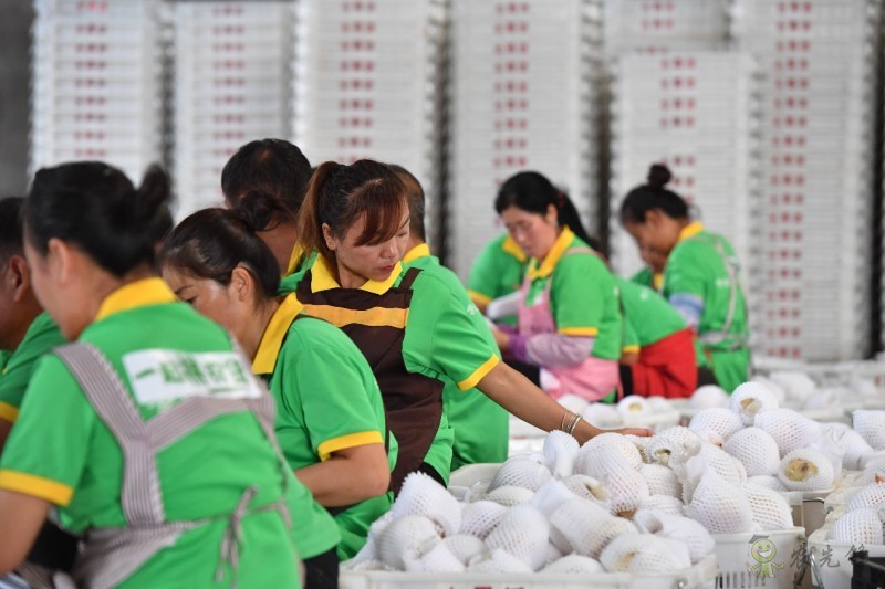 拼多多持續再加碼農業，“最初一公里”構架基本完成