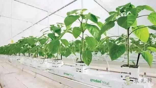 荷蘭農(nóng)業(yè)