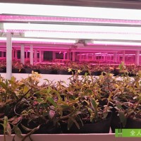 人工光型植物工廠工程建造服務