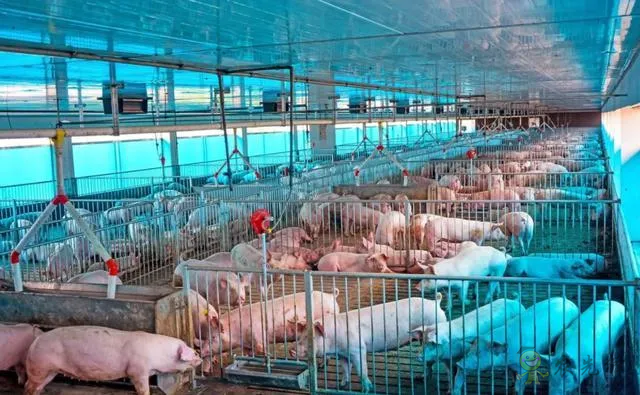 浙江:未來,數(shù)字化設施裝備是規(guī)模豬場的標配