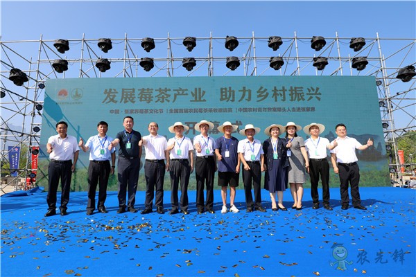 湖南張家界:發(fā)展莓茶產(chǎn)業(yè) 助力鄉(xiāng)村振興