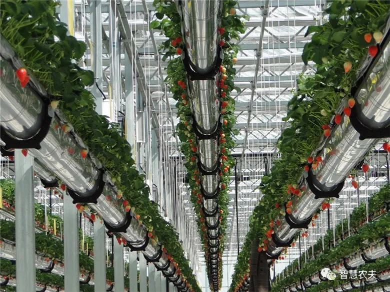 半年銷售額2億元！遼寧丹東&ldquo;空中草莓&rdquo;火了！