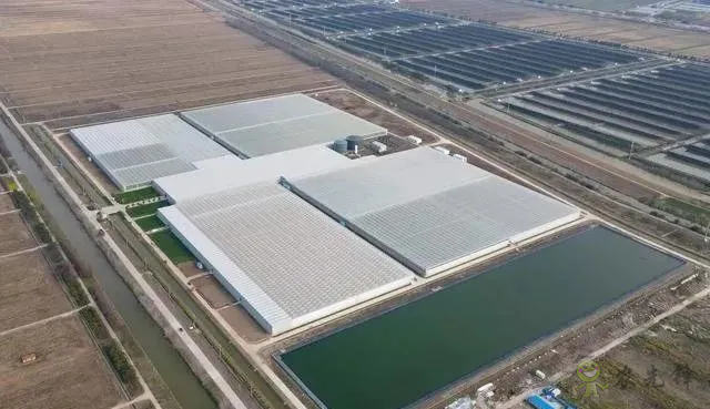 成串小番茄你見過嗎?“現代農業”讓崇明農戶“靠數據吃飯”