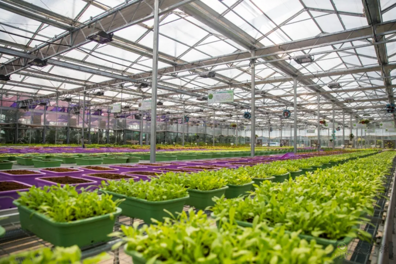 國內外溫室園藝機器人的研究和應用現(xiàn)狀