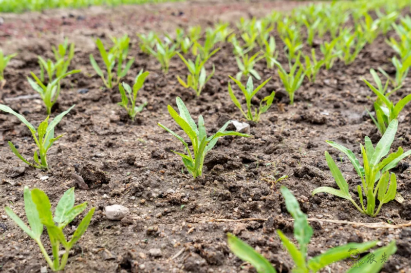 國內外溫室園藝機器人的研究和應用現(xiàn)狀