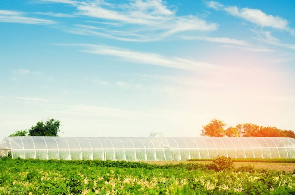 中國未來農業發展前景分析:五大趨勢蘊含無限潛力