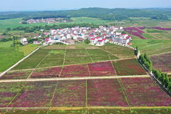 中國未來農業發展前景分析:五大趨勢蘊含無限潛力