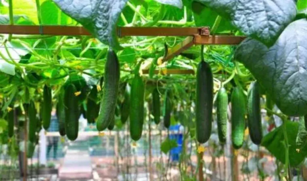 人均年收入40萬(wàn)+,壽光蔬菜成功秘訣到底是什么