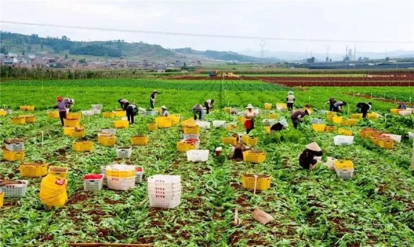 人均年收入40萬(wàn)+,壽光蔬菜成功秘訣到底是什么