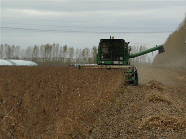 黑龍江大豆育種取得重大突破:5個品種平均畝產突破570斤