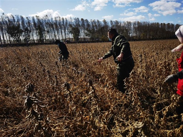 黑龍江大豆育種取得重大突破:5個品種平均畝產突破570斤