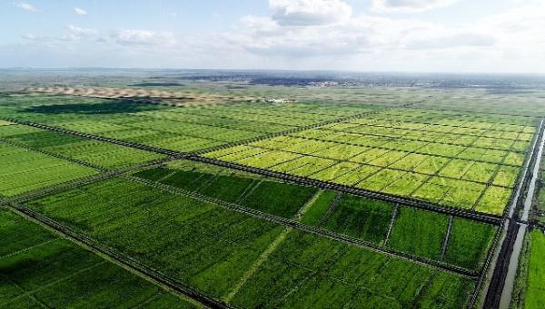 “中國農技”“中國農機”“中國農場”助力非洲農業發展