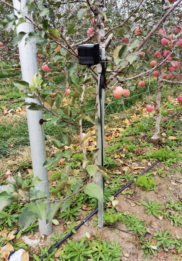 山東淄博發(fā)力數(shù)字化農(nóng)業(yè):“慧”農(nóng)又增收 果農(nóng)挑上“金扁擔”