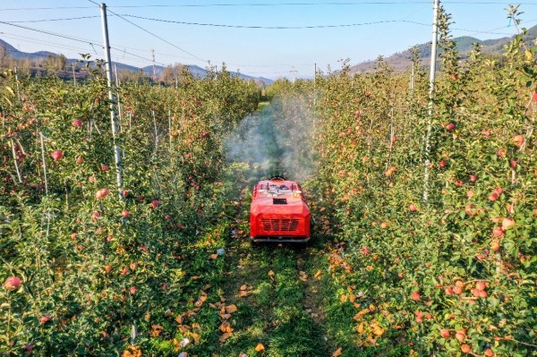 山東淄博發(fā)力數(shù)字化農(nóng)業(yè):“慧”農(nóng)又增收 果農(nóng)挑上“金扁擔”