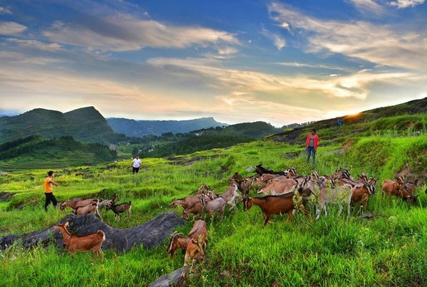 習水這五年:現代農業助推鄉村振興