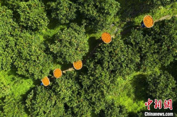 三峽庫(kù)區(qū)湖北秭歸:智慧農(nóng)業(yè)釋放“紅利”