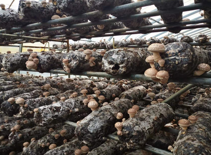 標(biāo)準(zhǔn)化香菇生產(chǎn)大棚