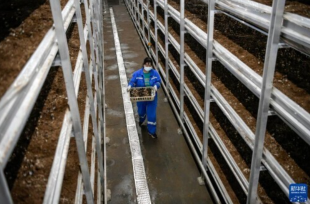 河北灤平:打造智慧農業園區 促進食用菌產業快速發展