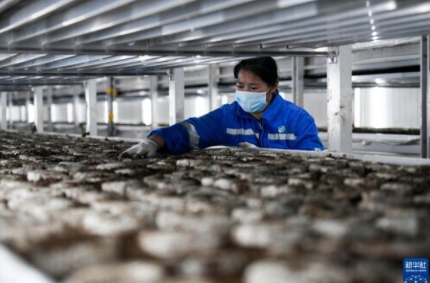 河北灤平:打造智慧農業園區 促進食用菌產業快速發展