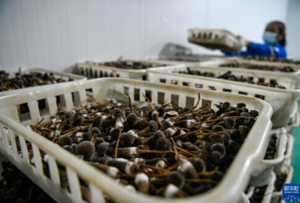 河北灤平:打造智慧農業園區 促進食用菌產業快速發展
