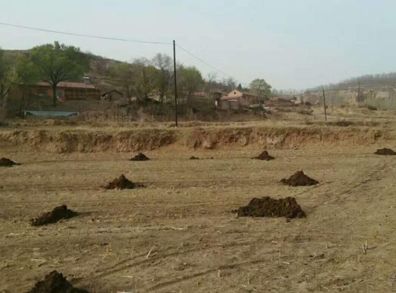 曬干的豬糞牛糞雞糞可以代替化肥嗎?