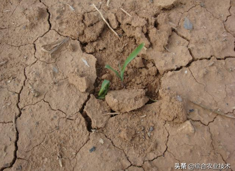 曬干的豬糞牛糞雞糞可以代替化肥嗎?