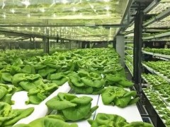 什么是垂直農(nóng)場？垂直農(nóng)場的盈利前景與經(jīng)典案例