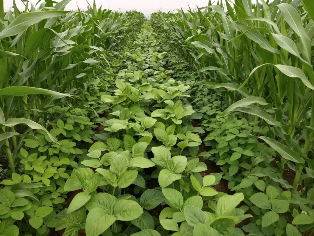 唐仁健部長多次提到的“玉米大豆帶狀復(fù)合種植技術(shù)”是什么？