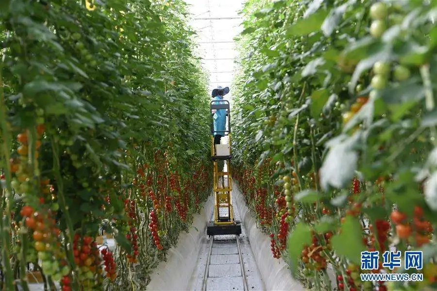 黃季焜:借勢借力做好農(nóng)業(yè)共享經(jīng)濟