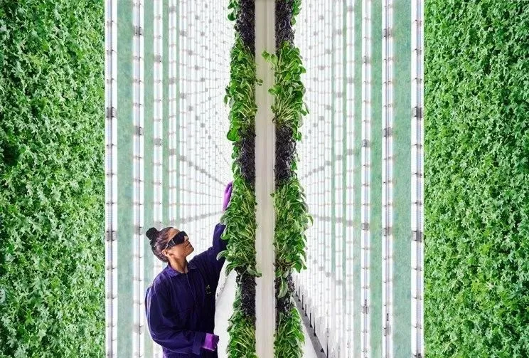 垂直農(nóng)業(yè)領(lǐng)域的“泡沫”要爆？