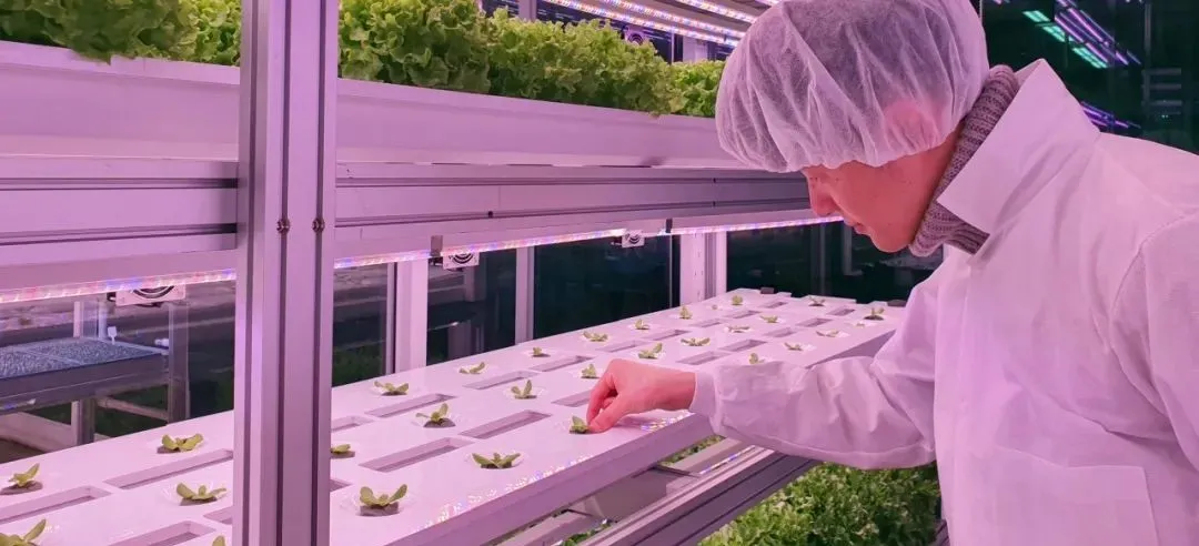 垂直農(nóng)業(yè)領(lǐng)域的“泡沫”要爆？