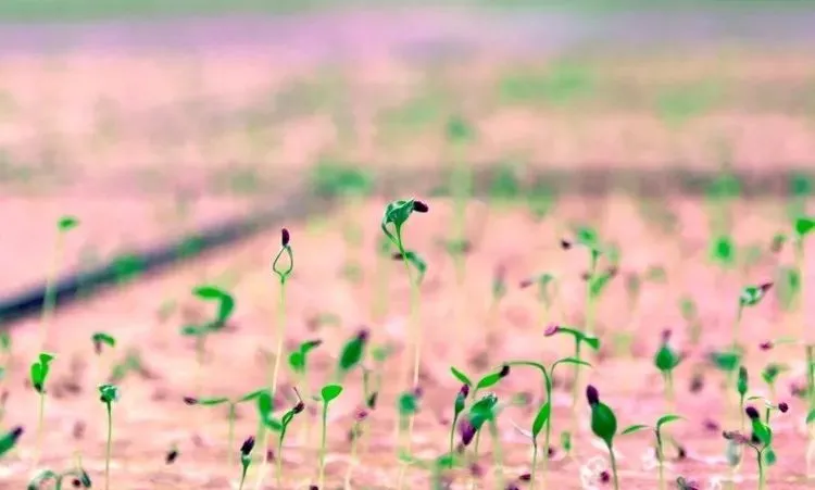 垂直農(nóng)業(yè)領(lǐng)域的“泡沫”要爆？