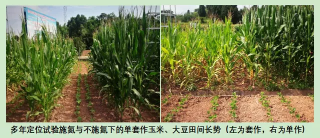 玉米大豆長(zhǎng)期發(fā)展趨勢(shì)!大豆自產(chǎn)量可增三倍,利潤(rùn)翻倍!