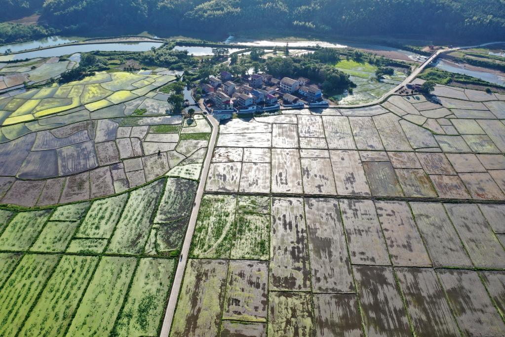 高標準農田備春耕一線觀察:藏糧于地“高標準” 提擋升級“解愁盼” 高標準農田備春耕一線觀察:藏糧于地“高標準” 提擋升級“解愁盼”