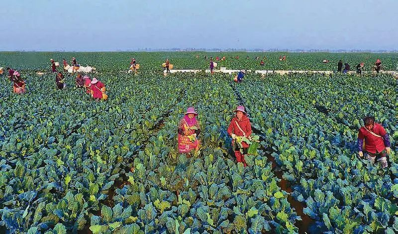 提檔升級！“十四五”期間我省將建50個省級現(xiàn)代農(nóng)業(yè)產(chǎn)業(yè)高質(zhì)量發(fā)展示范園