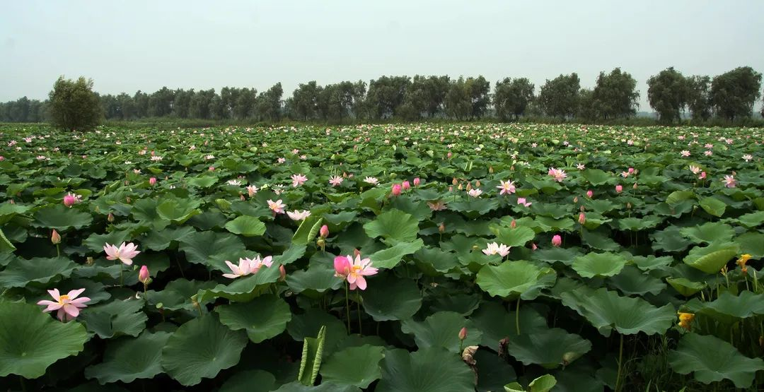 提檔升級！“十四五”期間我省將建50個省級現(xiàn)代農(nóng)業(yè)產(chǎn)業(yè)高質(zhì)量發(fā)展示范園