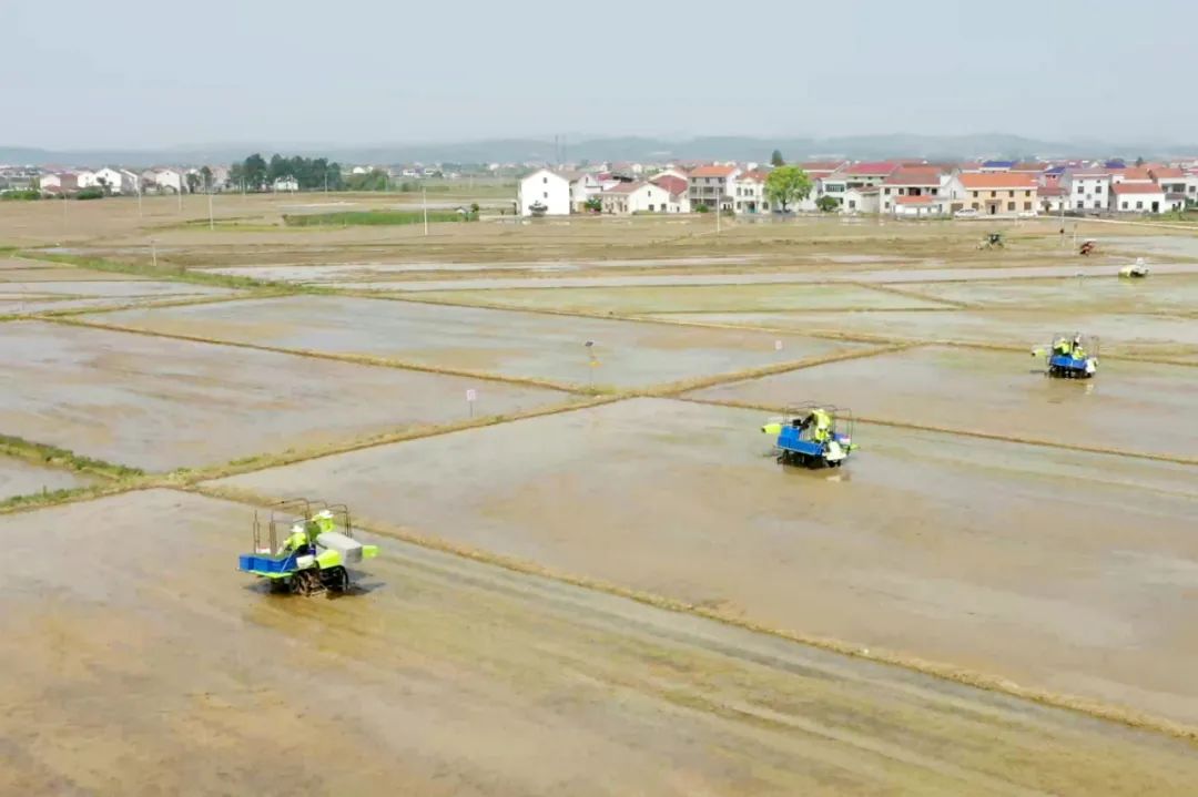 新技術(shù)賦能春播：中聯(lián)農(nóng)機一次性交付余江80臺拋秧機