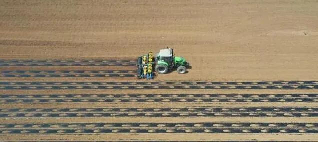 畝栽近8000株！曲周棉花種植實現全程機械化！