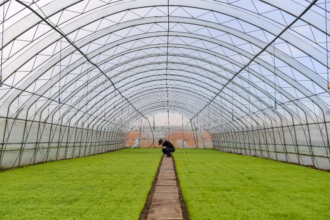 孫中華：發(fā)展新型集體經(jīng)濟(jì) 促進(jìn)鄉(xiāng)村振興和共同富裕