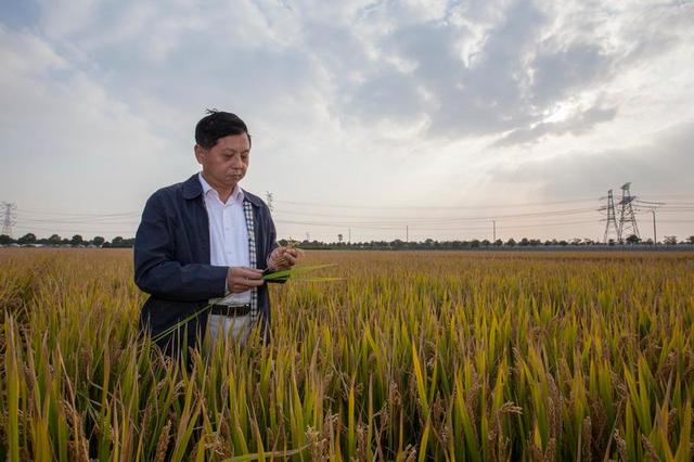 讓中國的水養得起中國的稻 世界首創的上海稻種可減排90%,掀起水稻“藍色革命” 讓中國的水養得起中國的稻 世界首創的上海稻種可減排90%,掀起水稻“藍色革命”