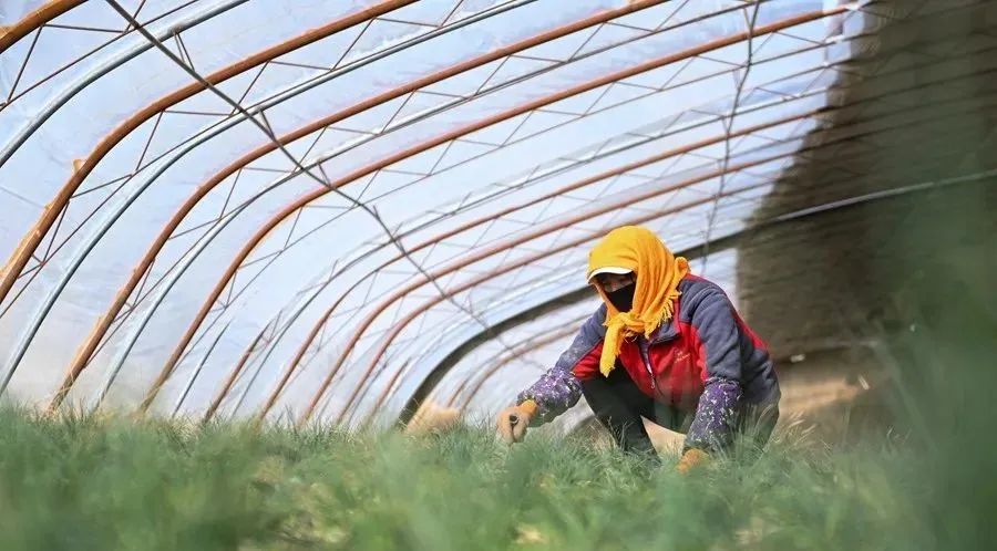 農(nóng)業(yè)全產(chǎn)業(yè)鏈建設是重塑農(nóng)業(yè)競爭力的關(guān)鍵之舉